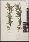 Foto von Salix alba L.